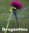 Dragonflies