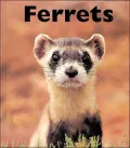 Ferrets