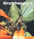 Grasshoppers