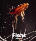 Fleas