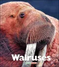 Walruses
