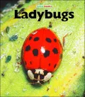 Ladybugs