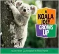 Koala Joey Grows Up