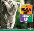 Koala Joey Grows Up