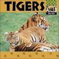 Tigers