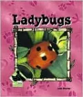 Ladybugs
