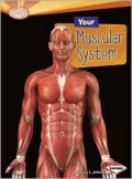 Your Muscular System