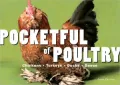 Pocketful of Poultry: Chickens, Turkeys, Ducks, Geese