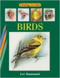 Drawing in Color Birds