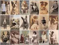 Postcard Dogs