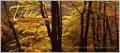 2011 Trees Cool Sites Wall Calendar