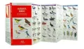 Alberta Birds: An Introduction to Familiar Species