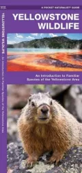 Yellowstone Wildlife: An Introduction to Familiar Species of Yellowstone Area, Wyoming