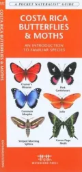 Costa Rica Butterflies and Moths: An Introduction to Familiar Species