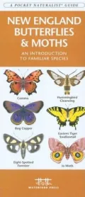 New England Butterflies and Moths: An Introduction to Familiar Species (Pocket Naturalist Series)