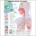 Influenza Anatomical Chart