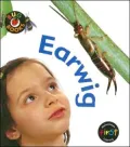 Earwig