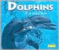 Dolphins