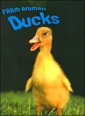 Ducks