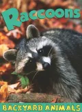 Raccoons