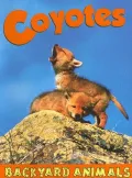 Coyotes