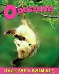 Opossums