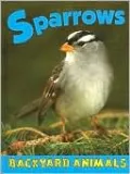 Sparrows