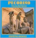Pecorino
