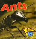 Ants