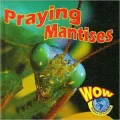 Praying Mantises