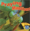Praying Mantises