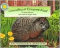 Groundhog at Evergreen Road