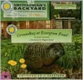 Groundhog at Evergreen Road