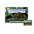 Box Turtle at Silver Pond Lane (Smithsonian's Backyard Series)