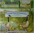 Canada Goose at Cattail Lane