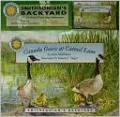 Canada Goose at Cattail Lane
