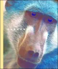 Baboons