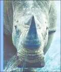 Rhinos