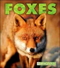 Foxes