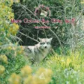 Here Comes The Grey Wolf