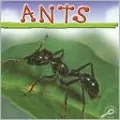 Ants