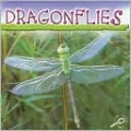 Dragonflies