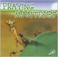 Praying Mantises