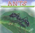 Ants