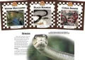 Snakes Set II