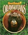Orangutans