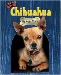 Chihuahua: Señor Tiny