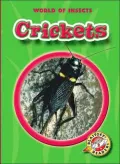 Crickets