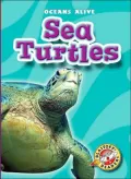 Sea Turtles