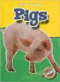 Pigs